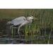 Highland Dunes Great Blue Heron Stalking Its Prey by Brianlasenby - Wrapped Canvas Photograph Canvas | 8 H x 12 W x 1.25 D in | Wayfair