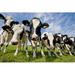 Gracie Oaks Herd of Curious Cows - Wrapped Canvas Photograph Canvas in White | 24 H x 36 W x 1.25 D in | Wayfair 429DC6BDBCBE4FDCB65EB568648A5D01