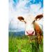 Gracie Oaks Cow's Snout - Wrapped Canvas Photograph Canvas | 30 H x 20 W x 1.25 D in | Wayfair 8C00709A235843EE8DF0C9B895AE2D35