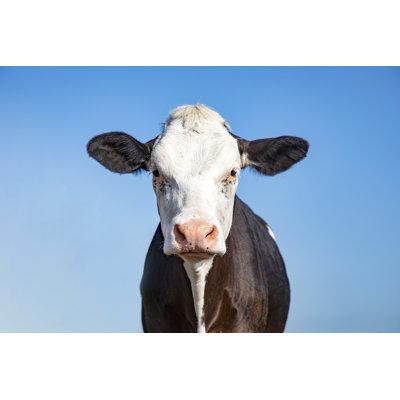 Gracie Oaks Black & Cow, Grumpy Look, Pink Nose & as Background a Blue Sky - Wrapped Canvas Photograph Canvas in White | Wayfair