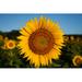 Gracie Oaks Close-up Image of a Sunflower in Summer by Liz W Grogan - Wrapped Canvas Photograph Canvas | 12 H x 18 W x 1.25 D in | Wayfair