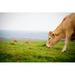 Gracie Oaks Red-Haired Cow Eating Fresh Green Grass on a Field by Albina Kosenko - Wrapped Canvas Photograph Canvas | Wayfair