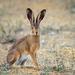 Gracie Oaks European Hare Stands on the Ground & Looking at the Camera - Wrapped Canvas Photograph Canvas | 30 H x 30 W x 1.25 D in | Wayfair