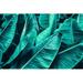 Bay Isle Home™ Tropical Banana Palm Leaf - Wrapped Canvas Photograph Metal | 32 H x 48 W x 1.25 D in | Wayfair 68BB142CAE2546CBA3352D4446FF546A