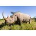 Ebern Designs Side View of a Large Rhinoceros Standing in the Grass - Wrapped Canvas Photograph Metal | 32 H x 48 W x 1.25 D in | Wayfair