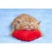 Ebern Designs Little Cat Sleeping on the Red Heart-Shaped Pillow by Vvvita - Wrapped Canvas Photograph Canvas | 12 H x 18 W x 1.25 D in | Wayfair