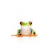 Winston Porter Green Tree Frog w/ Red Eyes Isolated on - Wrapped Canvas Photograph Canvas in White | 24 H x 36 W x 1.25 D in | Wayfair