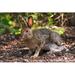 Millwood Pines Snowshoe Hare on the Forest Floor - Wrapped Canvas Photograph Canvas in White | 24 H x 36 W x 1.25 D in | Wayfair