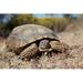 Bay Isle Home™ Desert Tortoise Close up - Wrapped Canvas Photograph Canvas | 8 H x 12 W x 1.25 D in | Wayfair 6640702066E24BA98B33CC4F8438ADE5