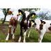 Gracie Oaks Funky Curious Cows - Wrapped Canvas Photograph Canvas | 20 H x 30 W x 1.25 D in | Wayfair 7A15F19B234C496B85D225D046E3AFFA