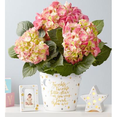1-800-Flowers Everyday Gift Delivery Twinkle Twinkle Baby Hydrangea - Girl Pink Hydrangea