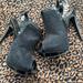 Jessica Simpson Shoes | Jessica Simpson Black Booties. 10 Simply Adorable | Color: Black/Silver | Size: 10
