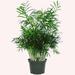 American Plant Exchange Chamaedorea Neanthe Bella Parlor Palm, Live Indoor Plant, 6-Inch Pot, Graceful Easy Care Houseplant in Black | Wayfair