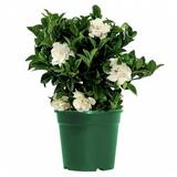 American Plant Exchange Gardenia Vetchii Bush, Live Flowering Houseplant, 6-Inch Pot, Light Shade, Fragrant Indoor Blooms in Black | Wayfair