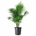 American Plant Exchange Majesty Palm Tree, Tropical Live Plant, 10-Inch Pot, Large Houseplant in Black | 10 D in | Wayfair MAJESTY03G