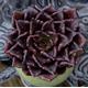 Echeveria Super Bowl -Massive 17 cms Dark Chunky Succulent Plant - Rarely Offered - Lovely Form & Colour -Great Size