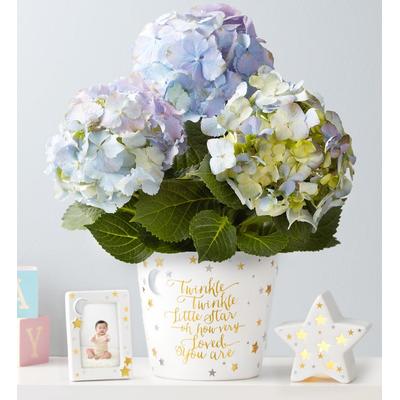 1-800-Flowers Everyday Gift Delivery Twinkle Twinkle Baby Hydrangea - Boy Blue Hydrangea