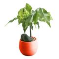 Baocc Gardening Tools Mini Colourful Round Flower Pots Home Office Decor Planter Flower Pots