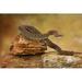 Ebern Designs Twin-Spotted Rattlesnake - Wrapped Canvas Photograph Canvas | 12 H x 18 W x 1.25 D in | Wayfair 71C19817DACC44AA98D24AAFBF09DA26