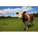 Gracie Oaks Cow by Jh-Photo - Wrapped Canvas Photograph Metal | 32 H x 48 W x 1.25 D in | Wayfair 2DB5134C3FF94BDA81C379C38D2F5C62