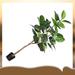 Primrue 59" Artificial Ficus Tree in Pot Plastic | 59 H x 32 W x 32 D in | Wayfair 566CB7C62E1944F5A7CE82C5769B183A