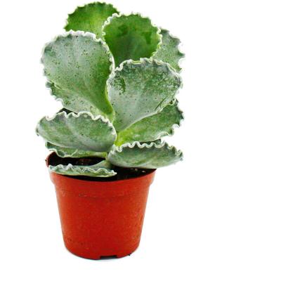 Cotyledon undulata - Silberkrone - Muschel-Sukkulente - im 8,5cm Topf