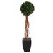 64" English Ivy Single Ball Artificial Topiary Tree in Black Planter - 15.75"