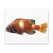 Rosecliff Heights Orange Fish Stretched Canvas in Brown/Orange/Yellow | 14 H x 16 W x 2 D in | Wayfair 970EBA318AD445CBB2E889946DA6BC6B