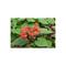 Vivaio Garden Forest - Pianta Clerodendrum speciosissimum in vaso foto reali h 60 cm