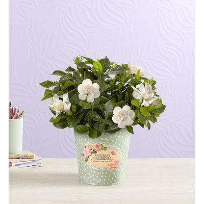 1-800-Flowers Everyday Gift Delivery Fragrant Gardenia Small