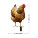 Mduoduo 2 Pcs Chicken Yard Art Garden Hen Decoration Ornament Sign Acrylic Rooster Animal