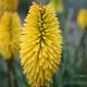 Kniphofia Bees Lemon