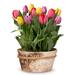 Valentine's Day Rainbow Tulip Bulb Garden Plant