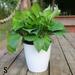 RANMEI Lazy Flower Pot Flowerpot Imitation Porcelain Series Plastic Self Watering Pot