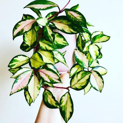 Urban Outfitters Other | 3x Hoya Carnosa 'Krimson Princess' Wax Plant Cutting | Color: Green/Silver | Size: Os