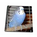3dRose Blue Parakeet - Memory Book 12 by 12-inch (db_983_2)