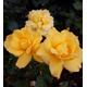 Sunblest Hybrid Tea Rose Bush 3ltr Pot