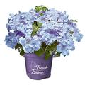 French Bolero Girlanden-Hortensie, Gartenhortensie, Hortensie, Blume, winterhart, im 6 Liter Topf, blaue Blüten