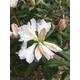 White Rhododendron in a 2 Litre Pot (Free UK Postage)