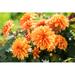 Ebern Designs Orange Dahlia Flowers - Wrapped Canvas Photograph Canvas in Green/Red/Yellow | 8 H x 12 W x 1.25 D in | Wayfair