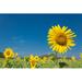 Gracie Oaks Sunflower w/ Blue Sky by Naimage - Wrapped Canvas Photograph Canvas | 12 H x 18 W x 1.25 D in | Wayfair