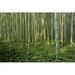 Loon Peak® Bamboo Forest - Wrapped Canvas Photograph Canvas | 20 H x 30 W x 1.25 D in | Wayfair AFFC775BC1184BE5AD7C05F0FAA77093