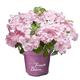 French Bolero® Girlanden-Hortensie, Gartenhortensie, Hortensie, Blume, winterhart, im 6 Liter Topf, rosa Blüten