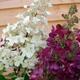 Hydrangea paniculata 'Candlelight'