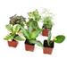 Altman Specialty Plants 2in Assorted Foliage in Plastic Nursery Pot | 4 H x 8 D in | Wayfair 0881360