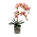 Primrue Phalaenopsis Orchid Floral Arrangement in Pot Polysilk, Glass | 26 H x 17 W x 17 D in | Wayfair 2EEA9905E9654B8591BA210F71A97BAE