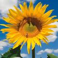 Sunflower Mongolian Giant X6 Seeds, Fun For The Kids Fairy Flower Seeds