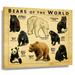 Bears Wall Art Knowledge Poster Educational Wall Art Vintage Prints South Bears Infographic Posters for Bathroom Decorations Printing Pictures Decorative Canvas Framed 20x30 in