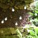 LumaBase Solar Powered String Lights with Faceted Balls (White)