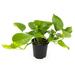 Altman Specialty Plants 4in Golden Pothos Plant in Plastic Nursery Pot | 4 H x 7 D in | Wayfair 0872696